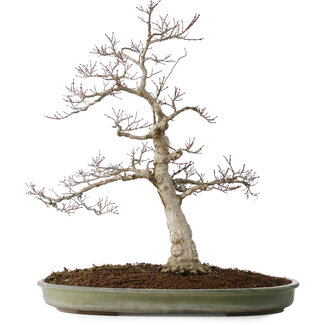 Acer palmatum, 65 cm, ± 30 ans