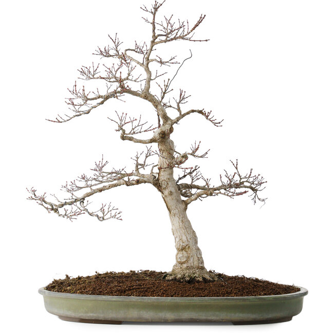 Acer palmatum, 65 cm, ± 30 jaar oud, met een nebari van 16 cm, met mooie kleine blaadjes, goede schors en een mooie ronde nebari