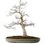 Acer palmatum, 65 cm, ± 30 jaar oud, met een nebari van 16 cm, met mooie kleine blaadjes, goede schors en een mooie ronde nebari