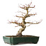 Acer palmatum Katsura, 51 cm, ± 20 jaar oud, met een nebari van 15 cm