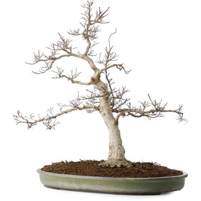 Acer palmatum, 65 cm, ± 30 Jahre alt, mit einem Nebari von 16 cm, mit schönen kleinen Blättern, guter Rinde und einem schönen runden Nebari