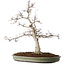Acer palmatum, 65 cm, ± 30 jaar oud, met een nebari van 16 cm, met mooie kleine blaadjes, goede schors en een mooie ronde nebari