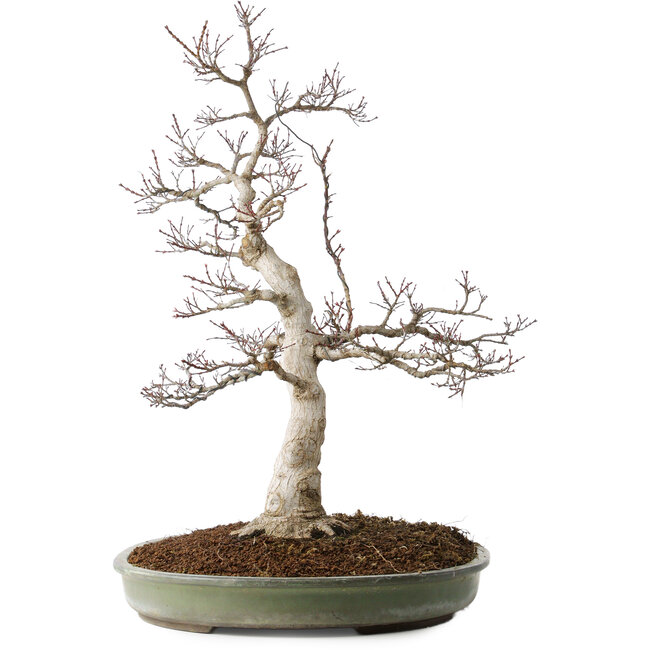 Acer palmatum, 65 cm, ± 30 years old, with a nebari of 16 cm, with beautiful small leaves, good bark, and a beautiful round nebari