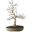 Acer palmatum, 65 cm, ± 30 jaar oud, met een nebari van 16 cm, met mooie kleine blaadjes, goede schors en een mooie ronde nebari
