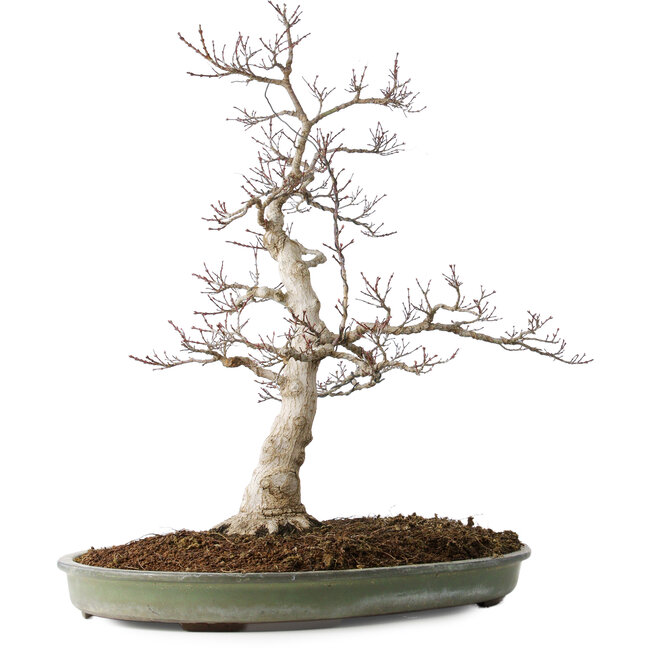 Acer palmatum, 65 cm, ± 30 ans, avec un nebari de 16 cm, avec de belles petites feuilles, une bonne écorce et un beau nebari rond