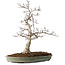 Acer palmatum, 65 cm, ± 30 jaar oud, met een nebari van 16 cm, met mooie kleine blaadjes, goede schors en een mooie ronde nebari