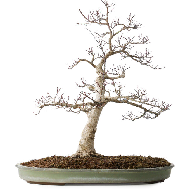 Acer palmatum, 65 cm, ± 30 jaar oud, met een nebari van 16 cm, met mooie kleine blaadjes, goede schors en een mooie ronde nebari
