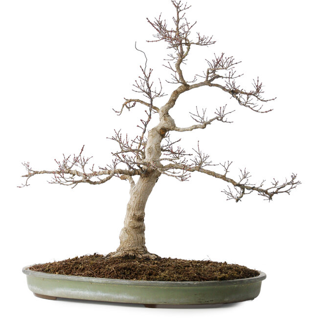 Acer palmatum, 65 cm, ± 30 ans, avec un nebari de 16 cm, avec de belles petites feuilles, une bonne écorce et un beau nebari rond