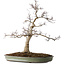 Acer palmatum, 65 cm, ± 30 jaar oud, met een nebari van 16 cm, met mooie kleine blaadjes, goede schors en een mooie ronde nebari