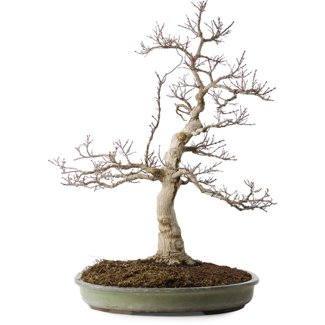 Acer palmatum, 65 cm, ± 30 ans, avec un nebari de 16 cm, avec de belles petites feuilles, une bonne écorce et un beau nebari rond