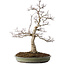 Acer palmatum, 65 cm, ± 30 jaar oud, met een nebari van 16 cm, met mooie kleine blaadjes, goede schors en een mooie ronde nebari