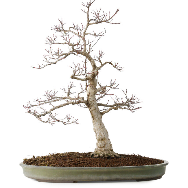 Acer palmatum, 65 cm, ± 30 ans, avec un nebari de 16 cm, avec de belles petites feuilles, une bonne écorce et un beau nebari rond