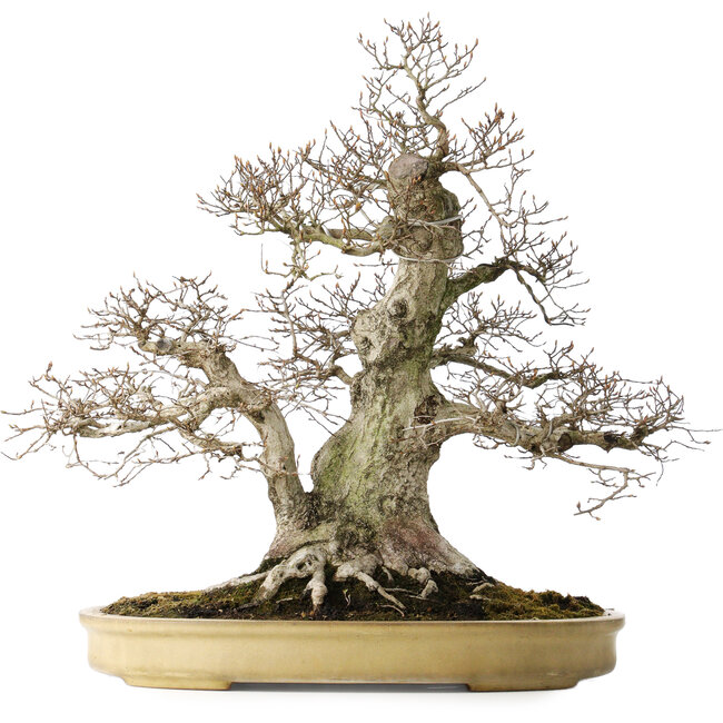 Carpinus coreana, 57 cm, ± 40 years old, with a nebari of 27 cm, in a handmade Japanese pot by Yamaaki