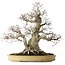 Carpinus coreana, 57 cm, ± 40 ans, avec un nebari de 27 cm, dans un pot japonais fait main par Yamaaki