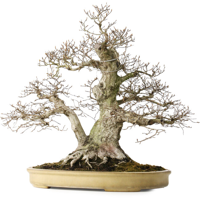 Carpinus coreana, 57 cm, ± 40 anni, con un nebari di 27 cm, in un vaso giapponese fatto a mano da Yamaaki