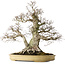 Carpinus coreana, 57 cm, ± 40 years old, with a nebari of 27 cm, in a handmade Japanese pot by Yamaaki