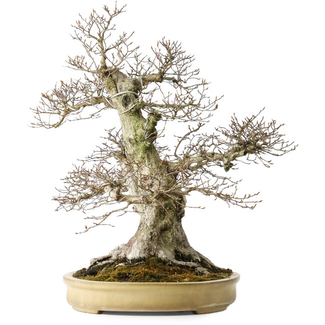Carpinus coreana, 57 cm, ± 40 jaar oud, met een nebari van 27 cm, in een handgemaakte Japanse pot van Yamaaki