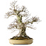 Carpinus coreana, 57 cm, ± 40 years old, with a nebari of 27 cm, in a handmade Japanese pot by Yamaaki