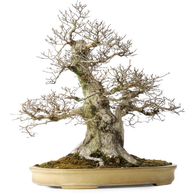 Carpinus coreana, 57 cm, ± 40 years old, with a nebari of 27 cm, in a handmade Japanese pot by Yamaaki