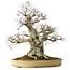 Carpinus coreana, 57 cm, ± 40 years old, with a nebari of 27 cm, in a handmade Japanese pot by Yamaaki
