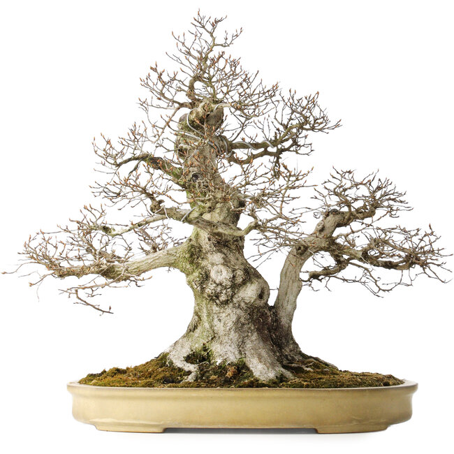 Carpinus coreana, 57 cm, ± 40 years old, with a nebari of 27 cm, in a handmade Japanese pot by Yamaaki