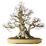 Carpinus coreana, 57 cm, ± 40 years old, with a nebari of 27 cm, in a handmade Japanese pot by Yamaaki