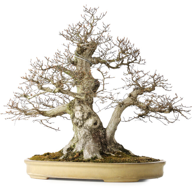 Carpinus coreana, 57 cm, ± 40 años, con un nebari de 27 cm, en una maceta japonesa hecha a mano por Yamaaki