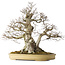 Carpinus coreana, 57 cm, ± 40 years old, with a nebari of 27 cm, in a handmade Japanese pot by Yamaaki
