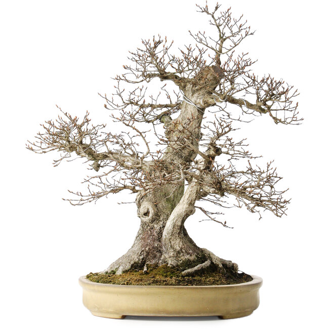 Carpinus coreana, 57 cm, ± 40 years old, with a nebari of 27 cm, in a handmade Japanese pot by Yamaaki