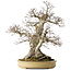 Carpinus coreana, 57 cm, ± 40 years old, with a nebari of 27 cm, in a handmade Japanese pot by Yamaaki