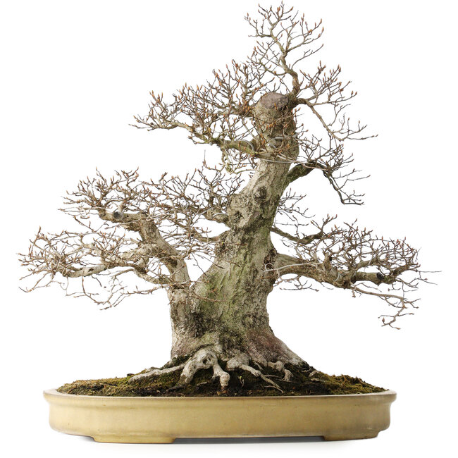 Carpinus coreana, 57 cm, ± 40 jaar oud, met een nebari van 27 cm, in een handgemaakte Japanse pot van Yamaaki