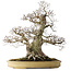 Carpinus coreana, 57 cm, ± 40 ans, avec un nebari de 27 cm, dans un pot japonais fait main par Yamaaki