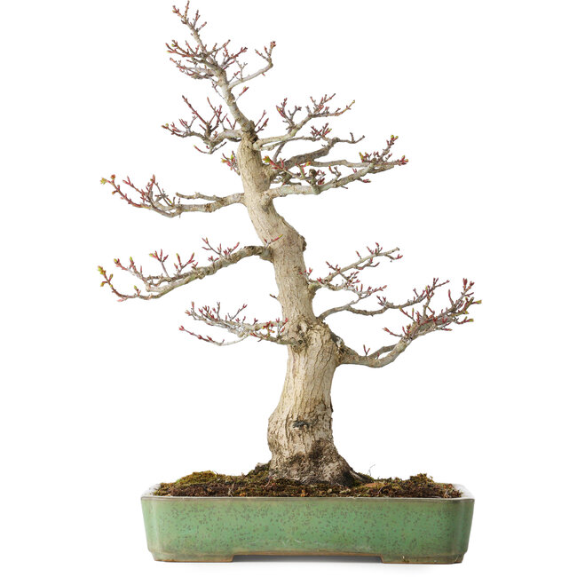 Acer palmatum Shishigashira, 55 cm, ± 25 jaar oud, met een nebari van 15 cm, in een handgemaakte Japanse pot van Yamafusa