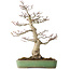 Acer palmatum Shishigashira, 55 cm, ± 25 jaar oud, met een nebari van 15 cm, in een handgemaakte Japanse pot van Yamafusa