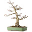 Acer palmatum Shishigashira, 55 cm, ± 25 jaar oud, met een nebari van 15 cm, in een handgemaakte Japanse pot van Yamafusa