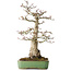 Acer palmatum Shishigashira, 55 cm, ± 25 jaar oud, met een nebari van 15 cm, in een handgemaakte Japanse pot van Yamafusa
