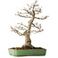 Acer palmatum Shishigashira, 55 cm, ± 25 anni, con un nebari di 15 cm, in un vaso giapponese fatto a mano da Yamafusa