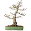 Acer palmatum Shishigashira, 55 cm, ± 25 jaar oud, met een nebari van 15 cm, in een handgemaakte Japanse pot van Yamafusa