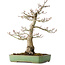Acer palmatum Shishigashira, 55 cm, ± 25 jaar oud, met een nebari van 15 cm, in een handgemaakte Japanse pot van Yamafusa