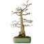 Acer palmatum Shishigashira, 55 cm, ± 25 jaar oud, met een nebari van 15 cm, in een handgemaakte Japanse pot van Yamafusa