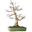Acer palmatum Shishigashira, 55 cm, ± 25 jaar oud, met een nebari van 15 cm, in een handgemaakte Japanse pot van Yamafusa