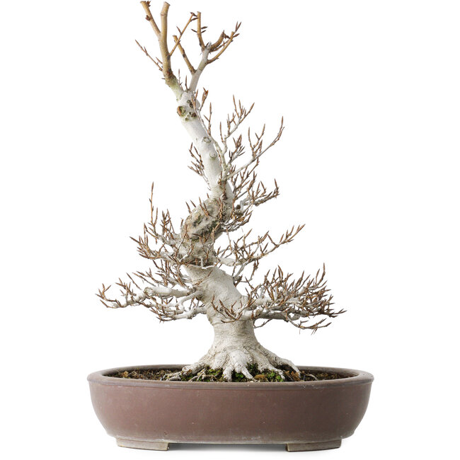 Fagus crenata, 44 cm, ± 30 jaar oud, met een nebari van 17 cm, in een handgemaakte Japanse pot van Keisan