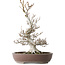 Fagus crenata, 44 cm, ± 30 jaar oud, met een nebari van 17 cm, in een handgemaakte Japanse pot van Keisan