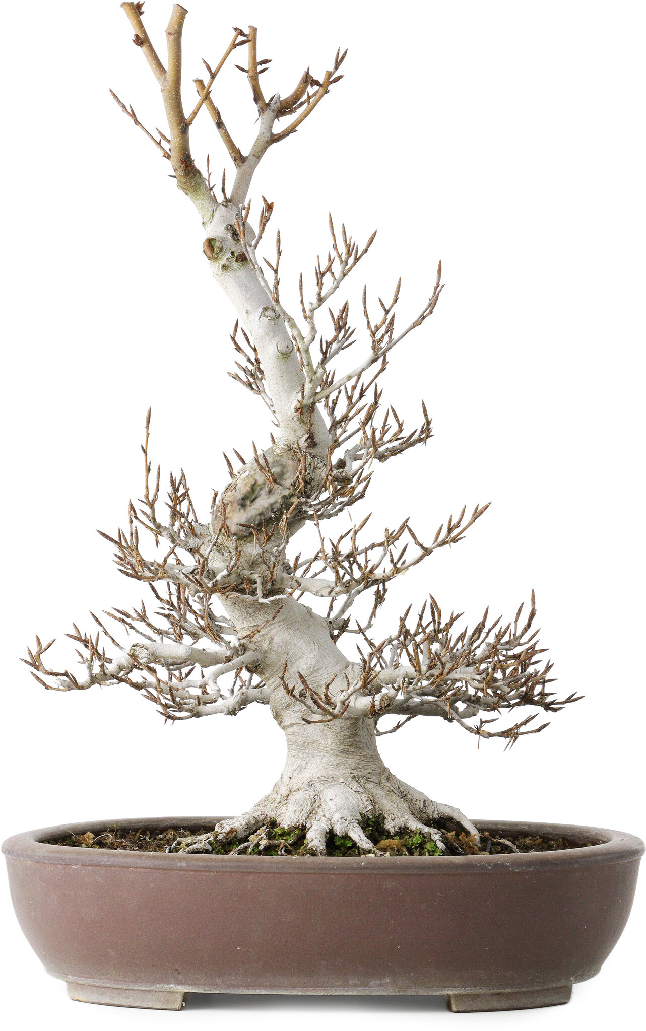 Fagus crenata, 44 cm,  30 Jahre alt, mit einem Nebari von 17 cm, in einem  handgefertigten japanischen Topf von Keisan - Bonsai Plaza