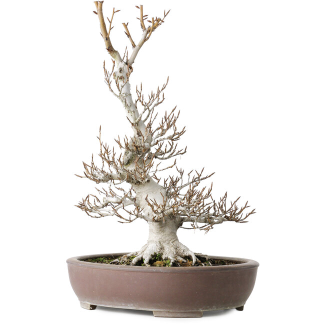 Fagus crenata, 44 cm, ± 30 years old, with a nebari of 17 cm, in a handmade Japanese pot by Keisan