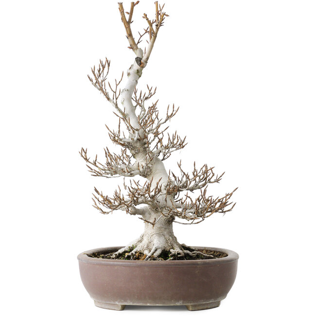 Fagus crenata, 44 cm, ± 30 años, con un nebari de 17 cm, en una maceta japonesa hecha a mano por Keisan