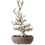 Fagus crenata, 44 cm, ± 30 jaar oud, met een nebari van 17 cm, in een handgemaakte Japanse pot van Keisan