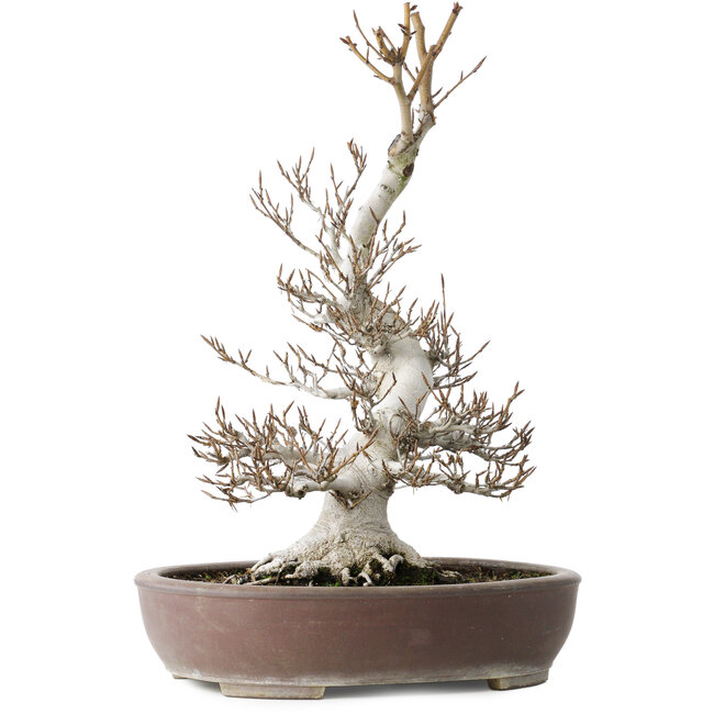 Fagus crenata, 44 cm, ± 30 ans, avec un nebari de 17 cm, dans un pot japonais fait main par Keisan