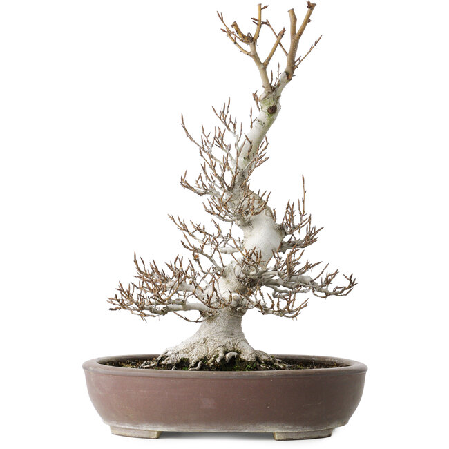 Fagus crenata, 44 cm, ± 30 años, con un nebari de 17 cm, en una maceta japonesa hecha a mano por Keisan