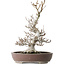 Fagus crenata, 44 cm, ± 30 jaar oud, met een nebari van 17 cm, in een handgemaakte Japanse pot van Keisan